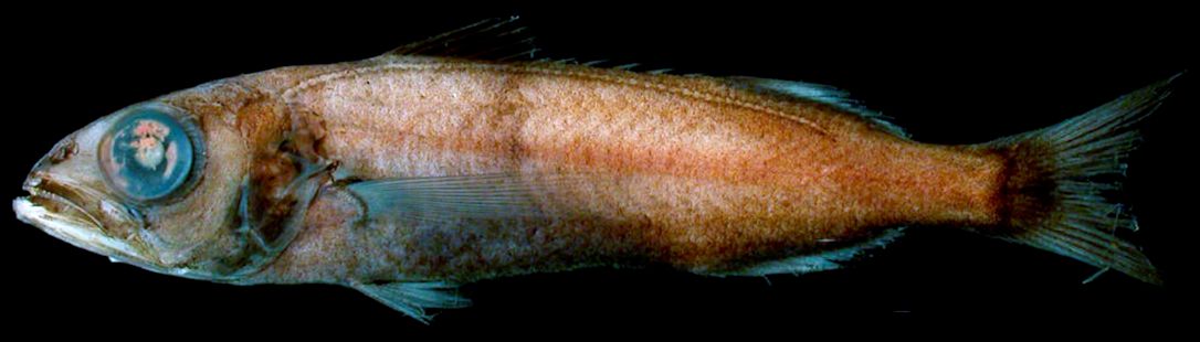 Scombrolabrax heterolepis_03.jpg